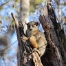 Primatology.net
