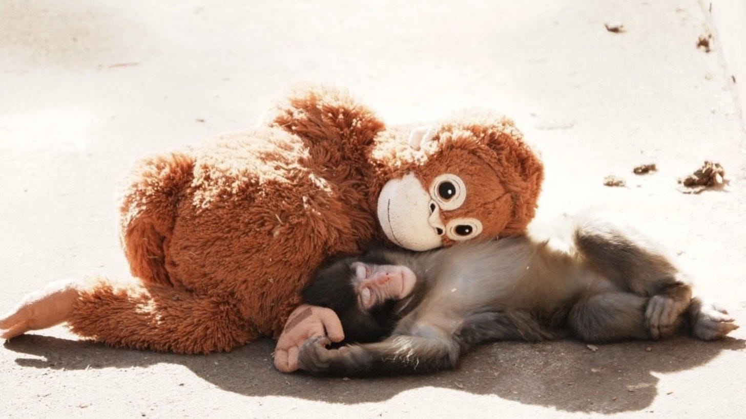 Why Is Punch the Monkey Being Bullied? Viral Baby Macaque's ...