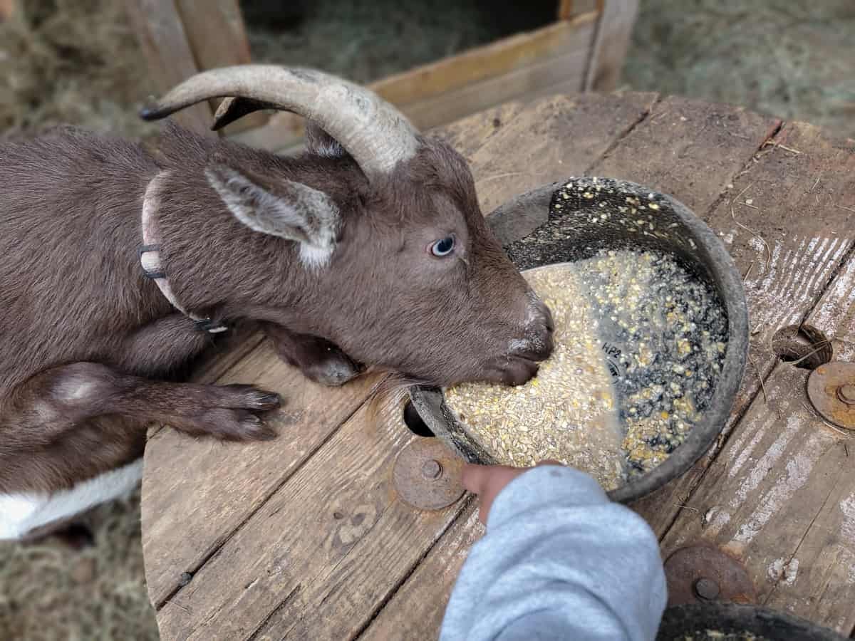 Feeding Goats Fermented Grains | A Farm Girl in the Making