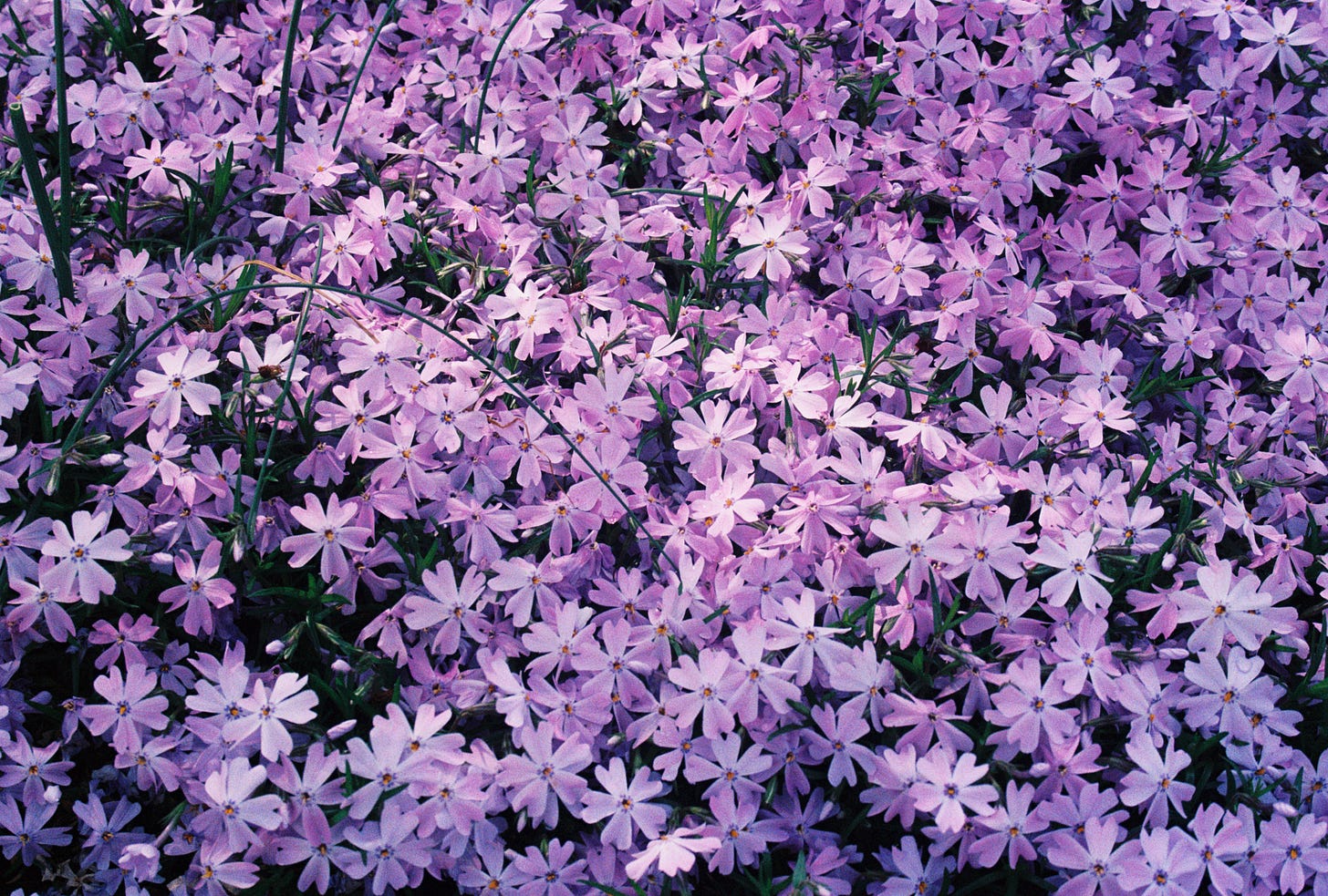 Small purple flowers take up the entire image, glowing in the light.