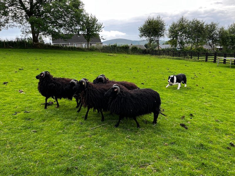 2025-6-21 Dog herding sheep on Miller Farm, Lake District, England