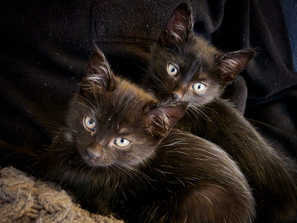 Two kittens