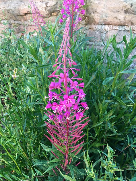 Pic 1 is a tall spire of pink flowers glowing against the greenery by the promenade wall, this is rosebay Willowherb; pic 2 is a tired red tailed bumble bee on a burr marigold, dusted with pollen - tired though it was it did get up and fly away. Pic 3 is a dense mess of cream coloured flowers, this is meadowsweet in extreme close up, each flower in the real measures only millimetres across. All plants and insect pts found on the beach.