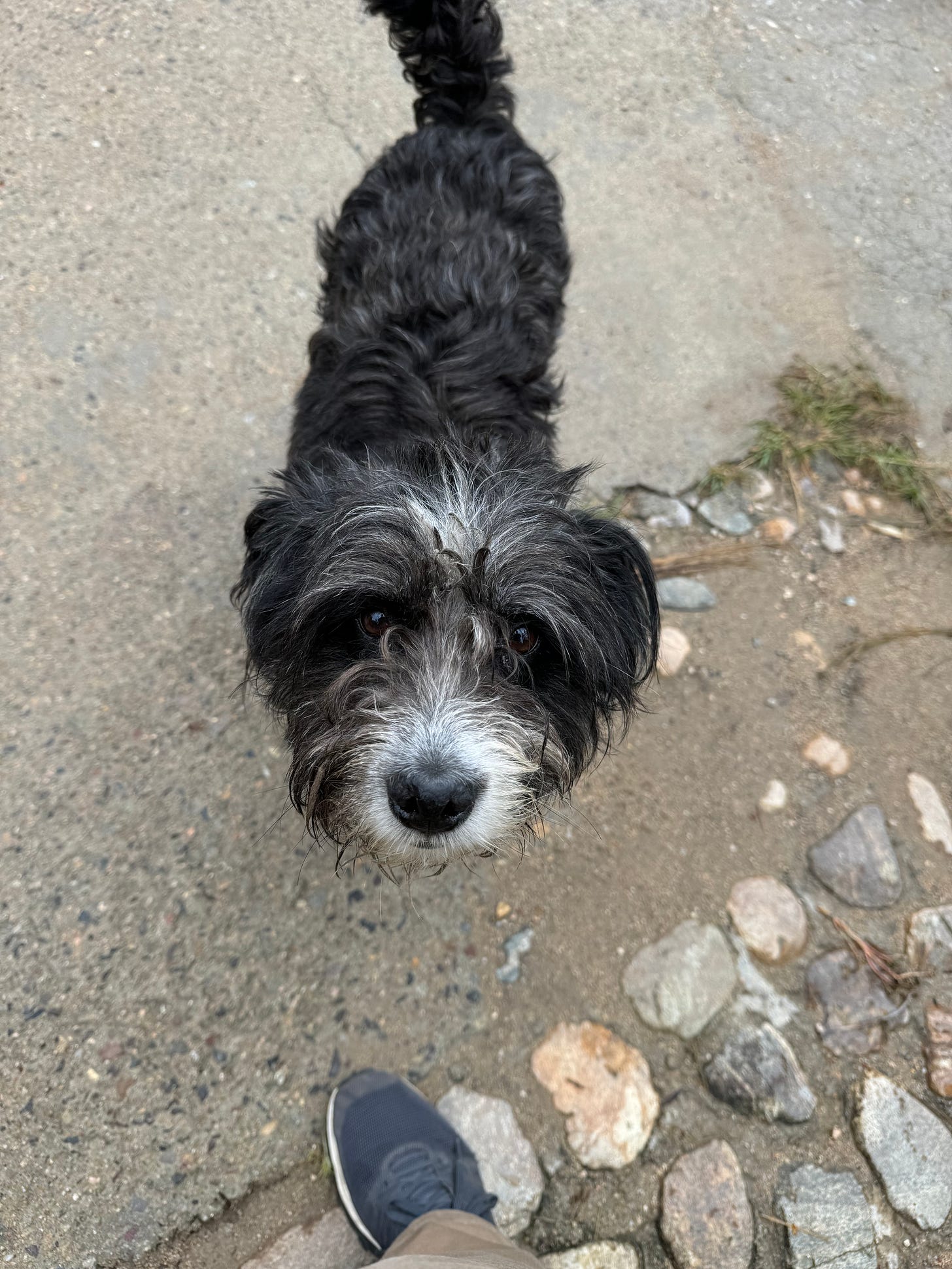A small dog.