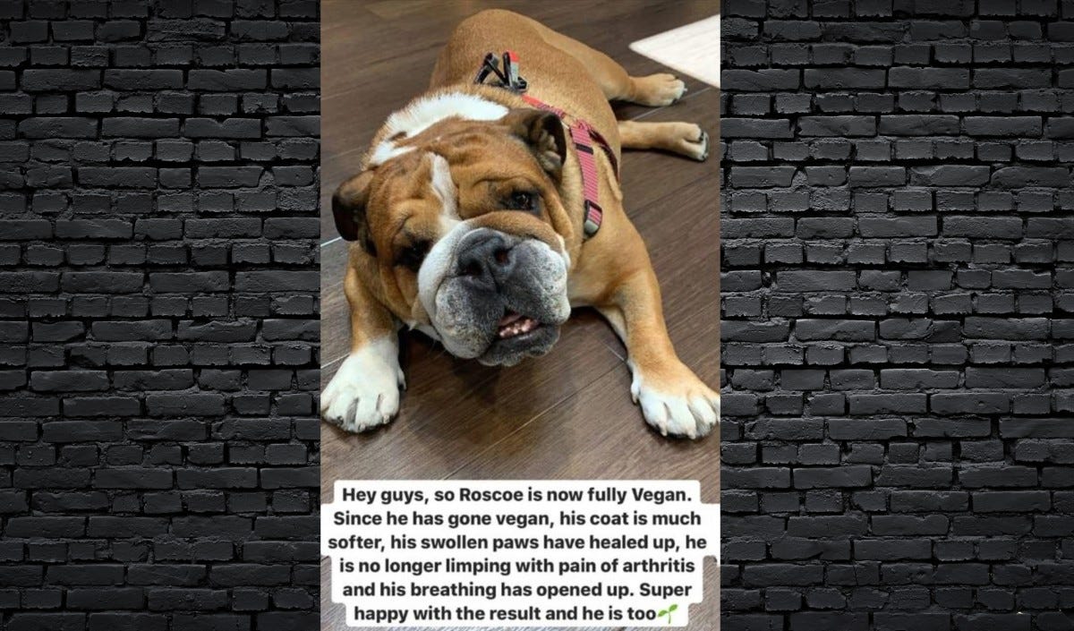 Roscoe is faring well on his vegan diet, according to Lewis Hamilton Roscoe is faring well on his vegan diet, according to Lewis Hamilton