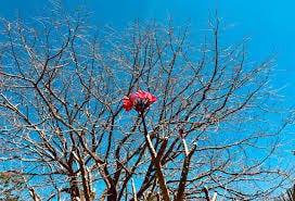 How To Bloom (and Manifest) Where You ...