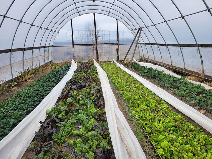 crops growing in two unheated high tunnels in January