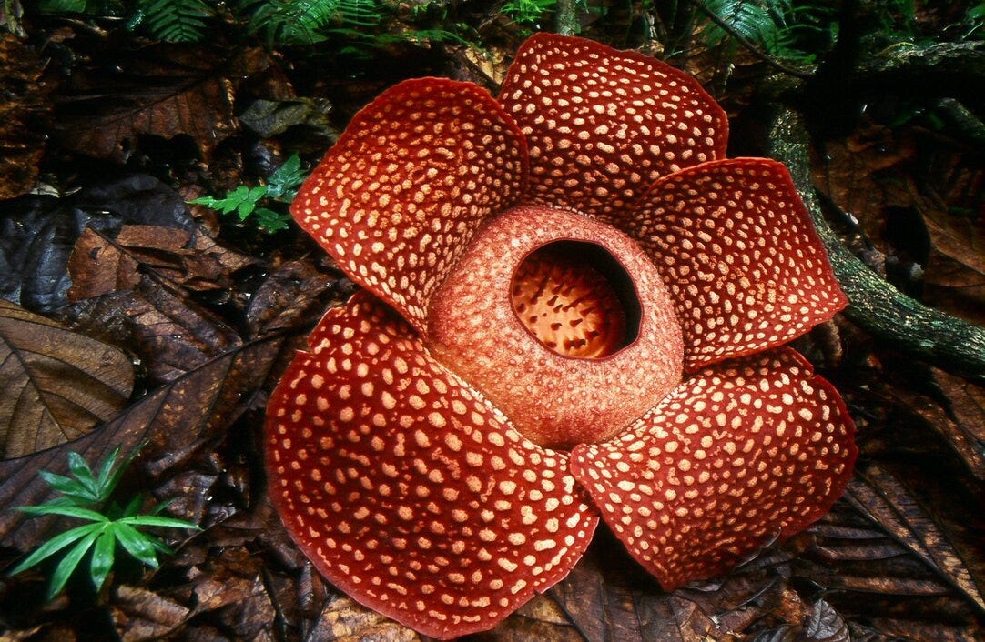Resplendent rafflesia reigns supreme | Fauna & Flora
