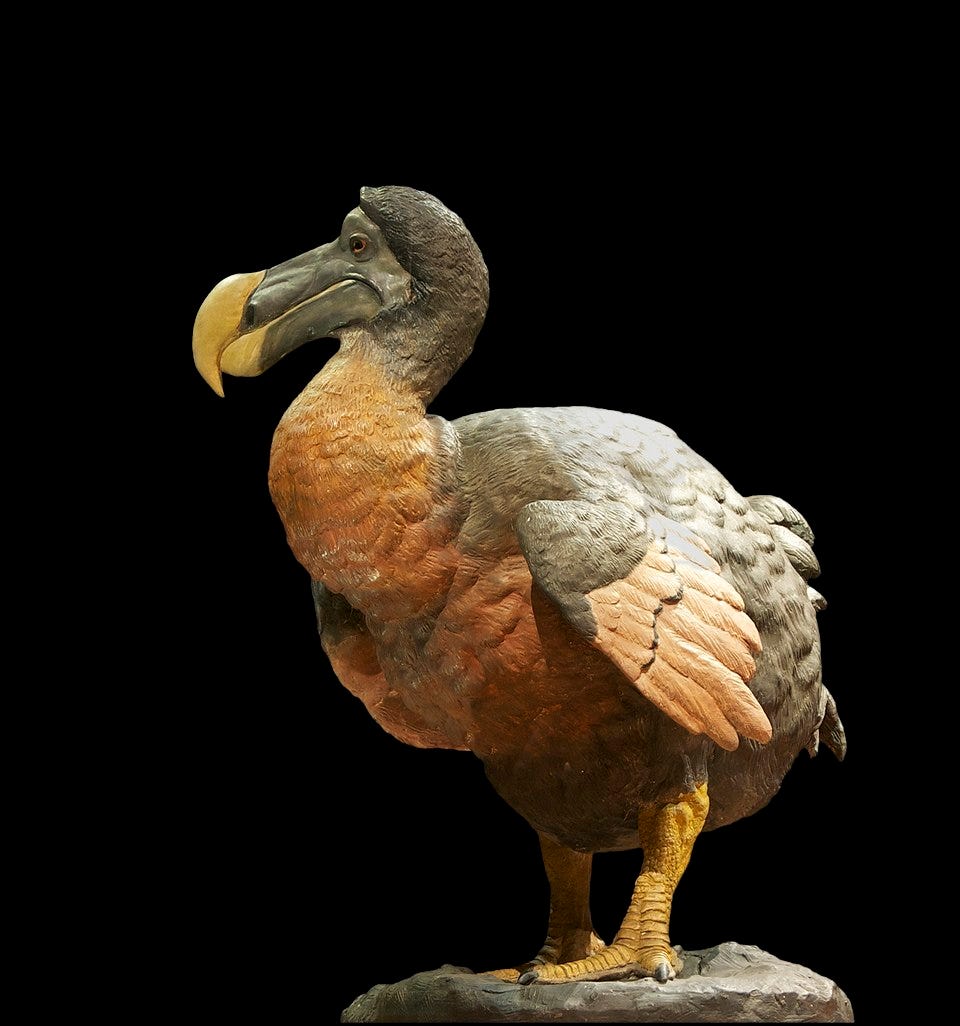 https://upload.wikimedia.org/wikipedia/commons/thumb/a/ae/Dronte_dodo_Raphus_cucullatus.jpg/960px-Dronte_dodo_Raphus_cucullatus.jpg