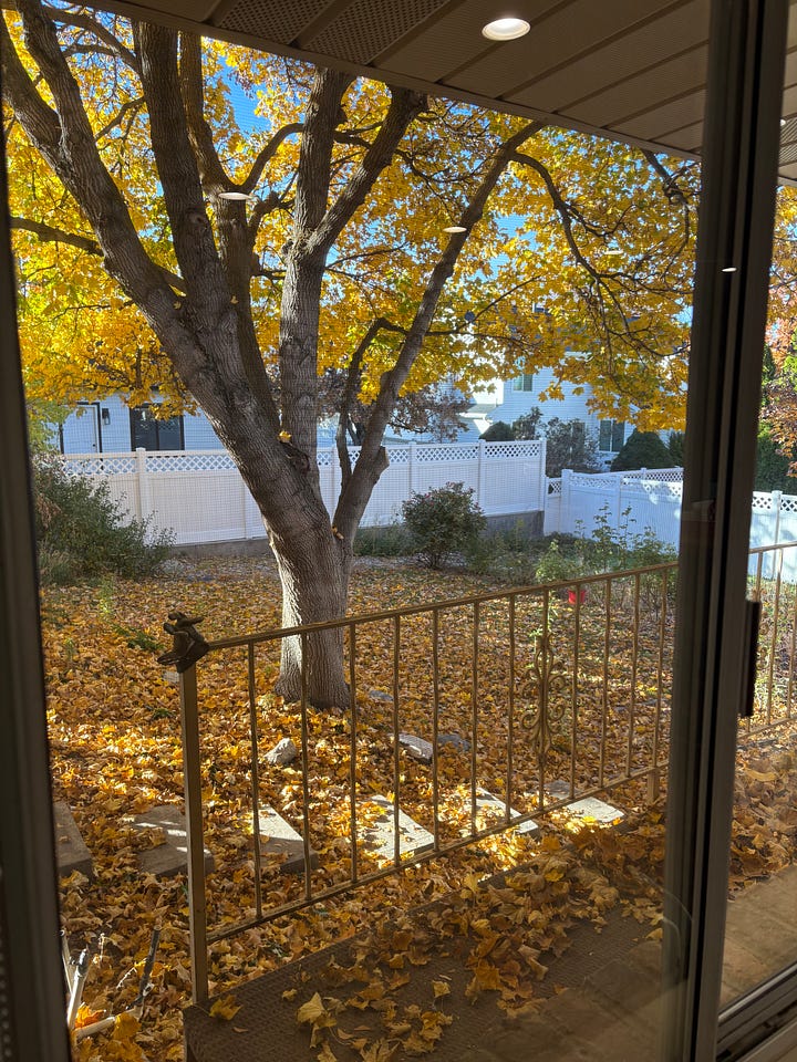 Ocean sunset, mountain flowers, fall leaves, crocus blooming