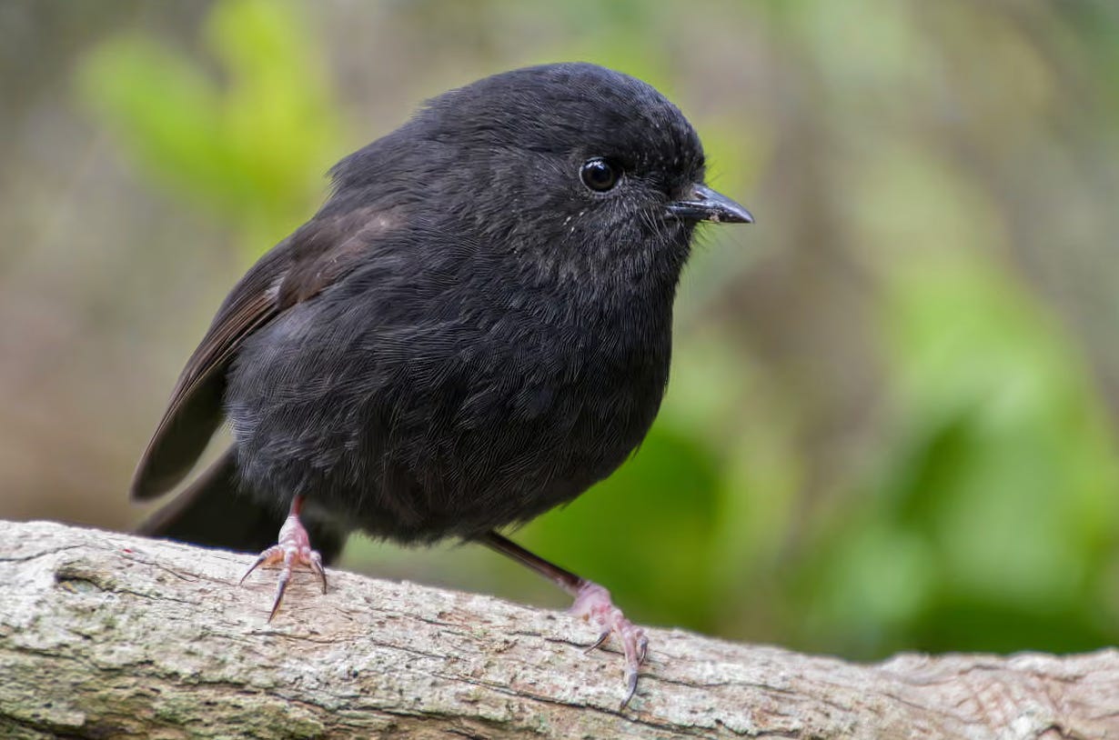 tiny fierce-looking black robin perched on a branch and ready to fight you tiny fierce-looking black robin perched on a branch and ready to fight you
