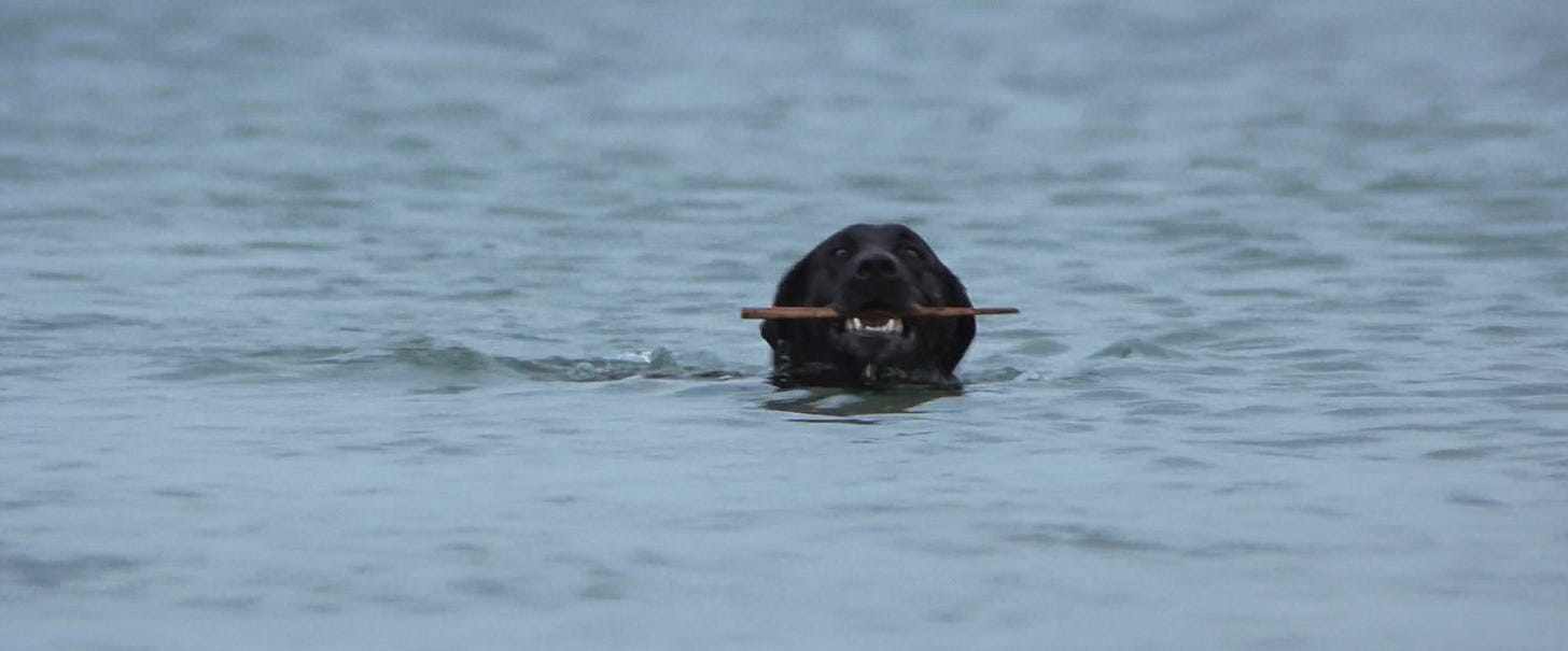 A frame from Jaws showing a Labrador retriever swimming in the ocean with a stick in its mouth.