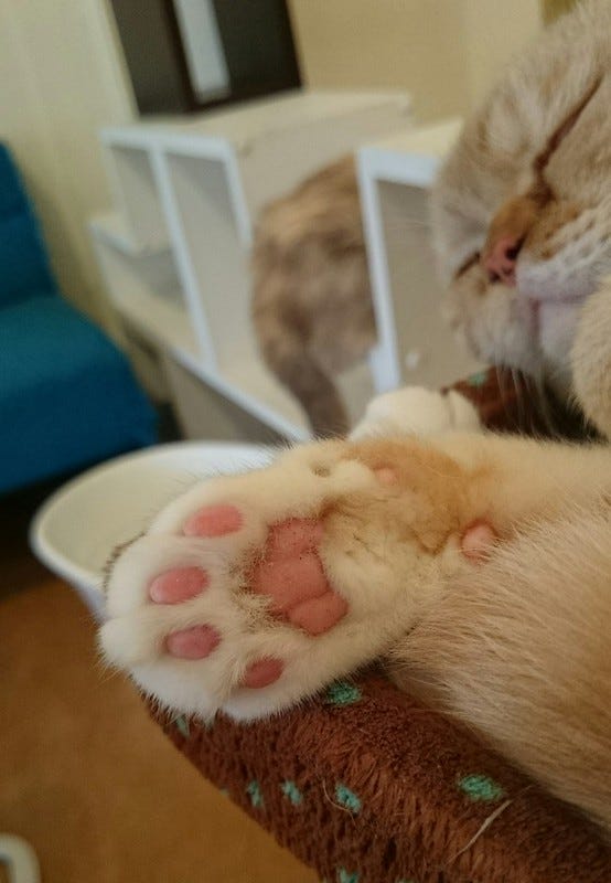 bruiser's paw bruiser's paw
