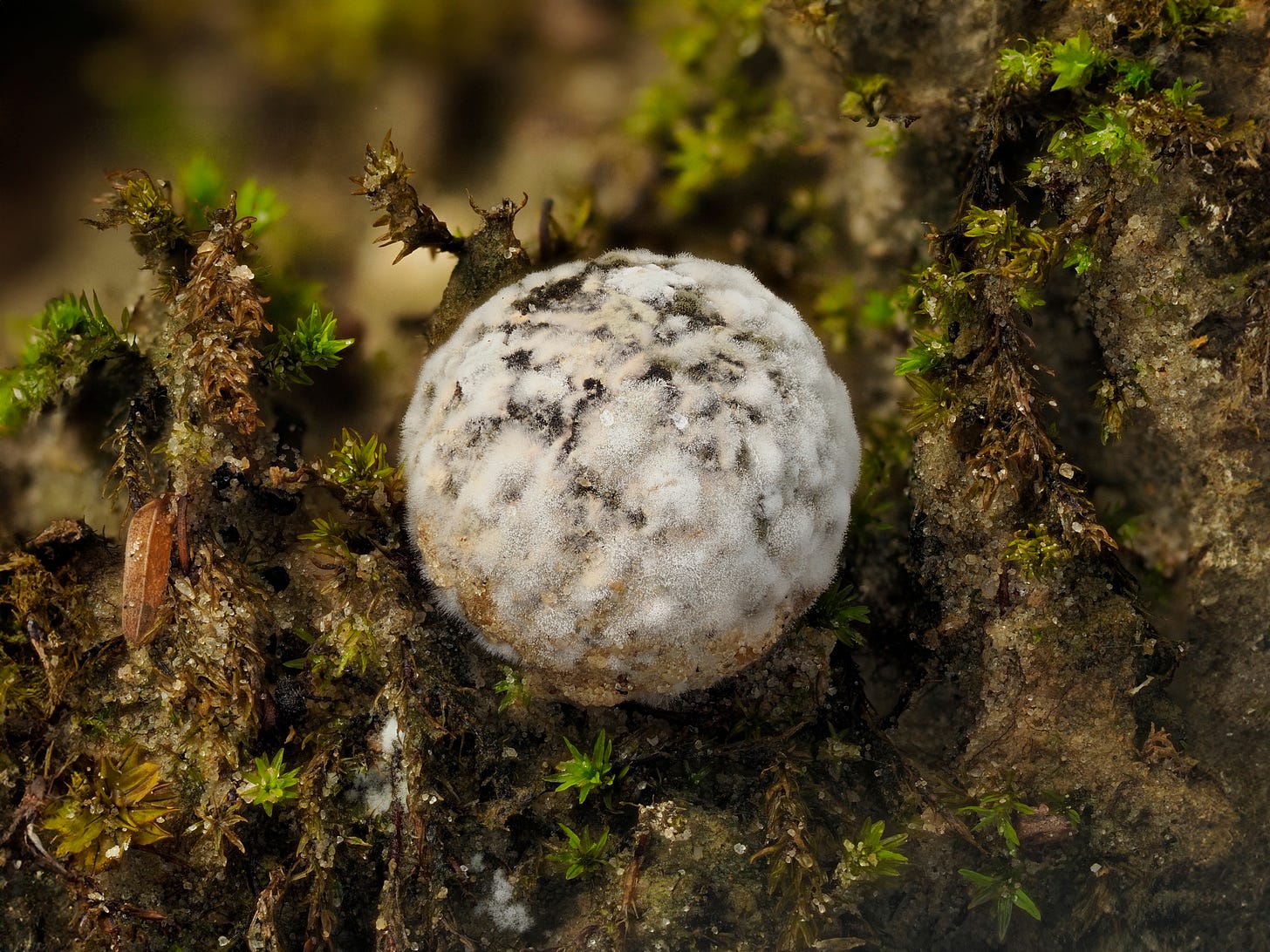 Hypomyces infecting a small Chamonixia species
