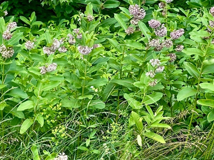 A group of plants with flowers

Description automatically generated