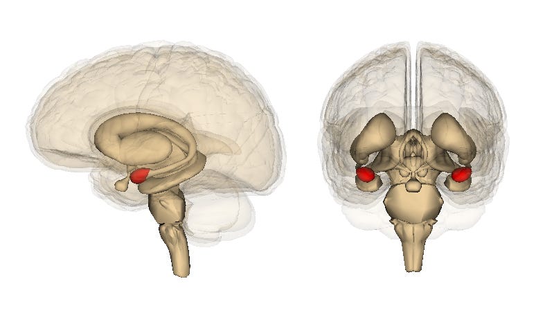 Why the Amygdala Isn’t Just a “Fear Center”