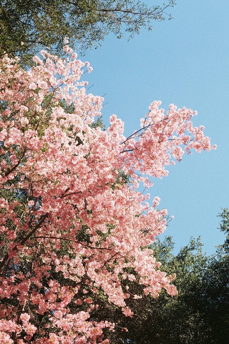 This may contain: pink flowers are blooming on trees in the sun, and blue sky above them