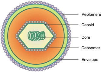 Viral Structure - an overview | ScienceDirect Topics Viral Structure - an overview | ScienceDirect Topics