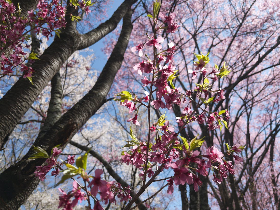 A cloud of pink blooms in the trees at the National Arboretum