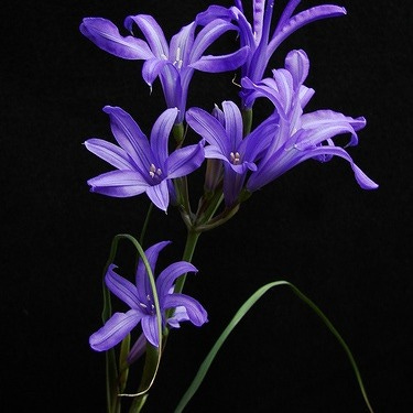 This may contain: purple flowers are in a vase on a black background