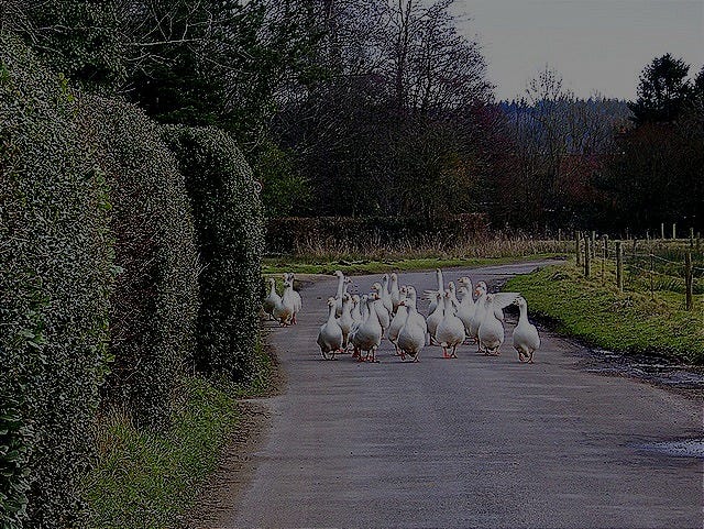 Rush hour on Breamore Marsh © Maigheach-gheal cc-by-sa/2.0 :: Geograph  Britain and Ireland