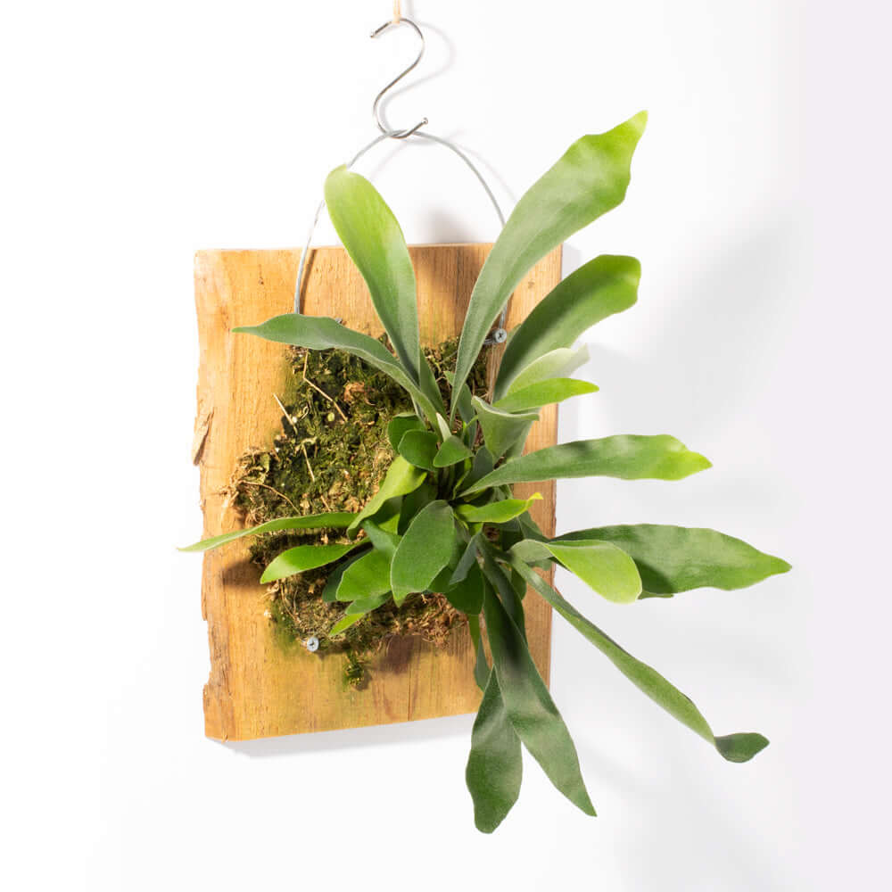 Mounted Staghorn Fern Platycerium bifurcatum on Cypress Wood (Elkhorn) –  Verdant Lyfe