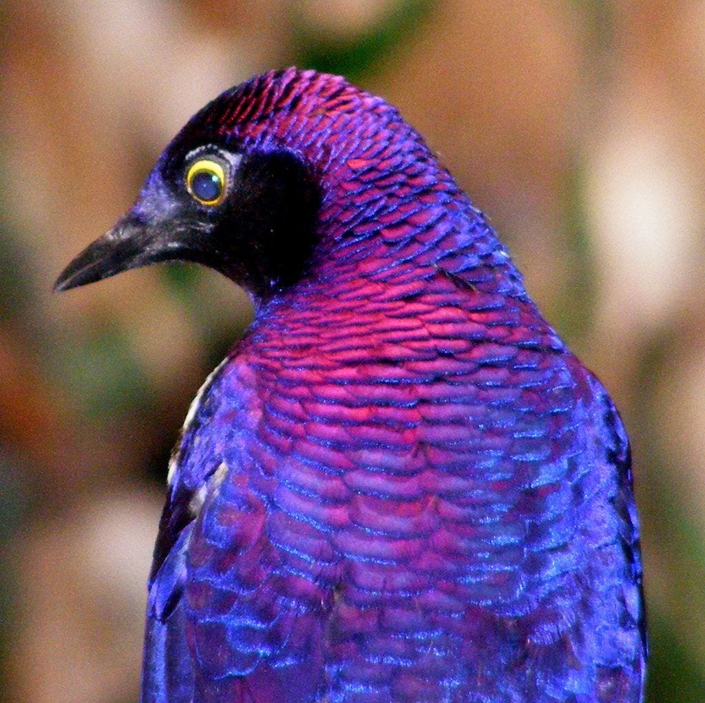 Amethyst starling male Amethyst starling male