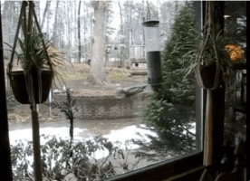 squirrel GIF squirrel GIF