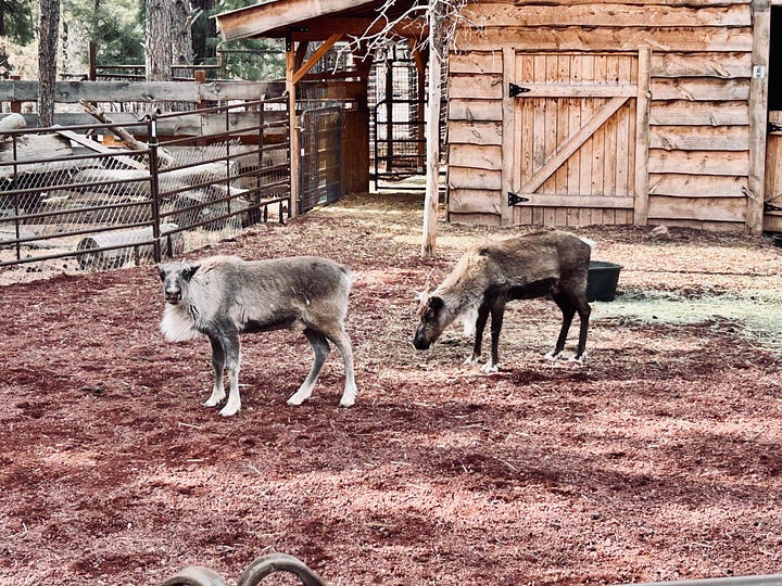 bear, goat, bobcat
