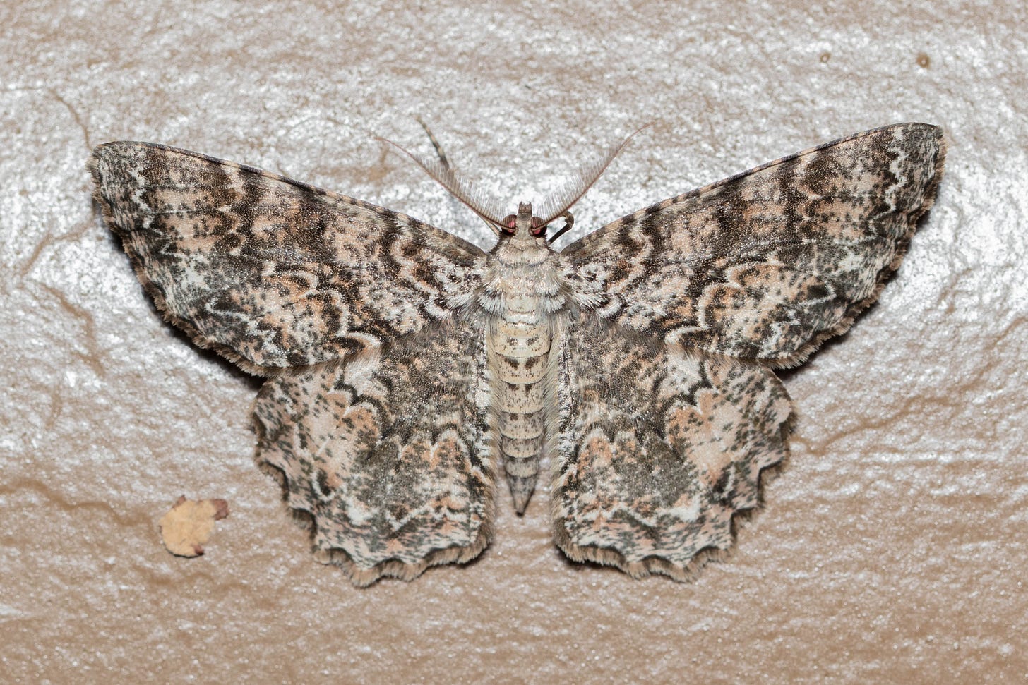 Against a brown-painted wall, a moth rests with wings outstretched. The moth's wings are patterned in scalloped lines of brown and beige and cream.