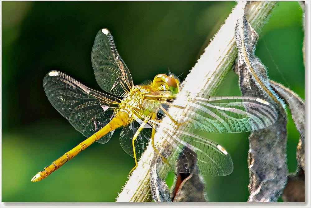 Autumn Meadowhawk