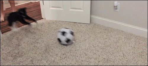 For animated GIFs