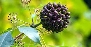 Eleuthero: A Powerful Adaptogen | Taste For Life