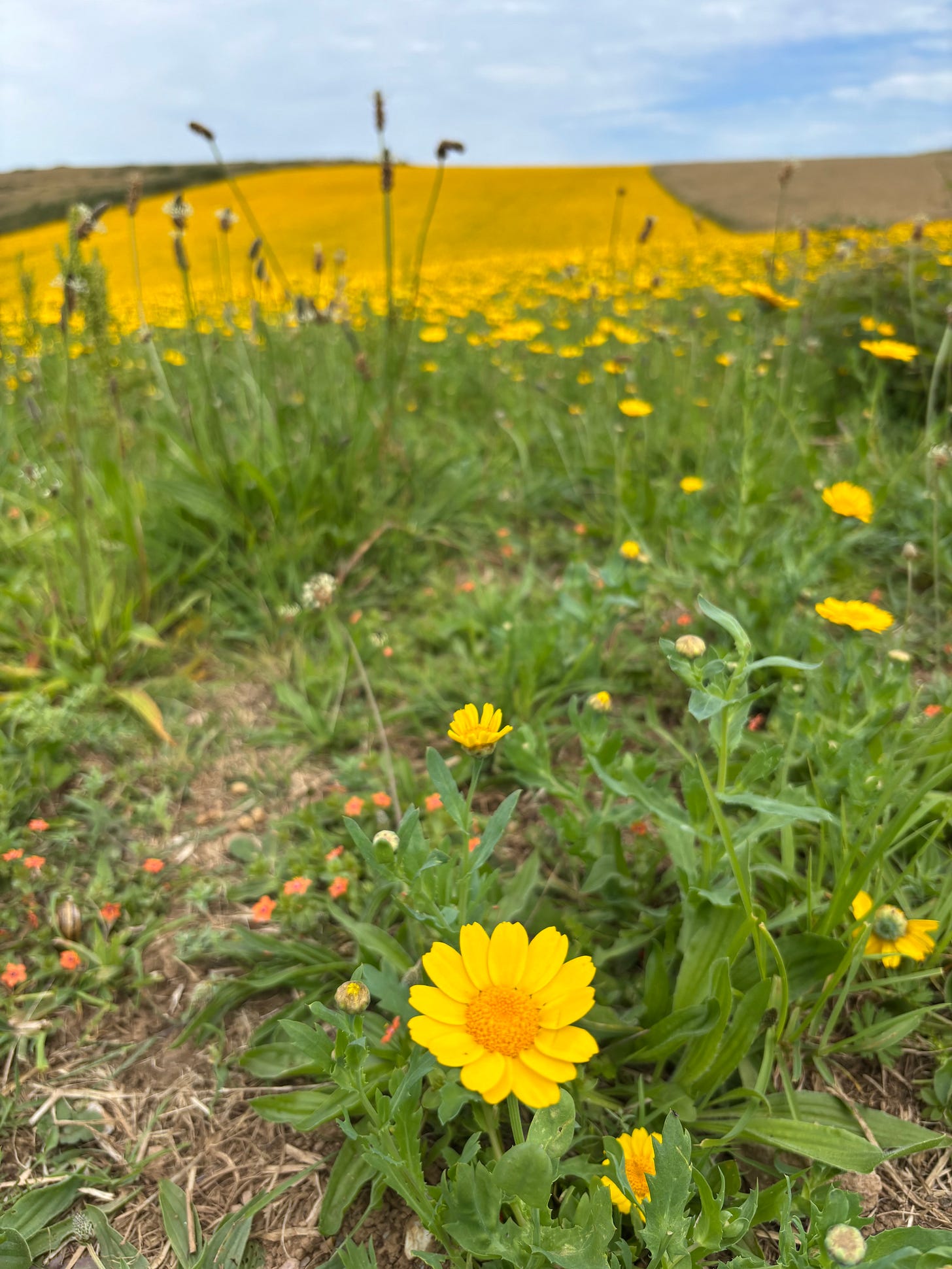 A close-up of a bright yellow corn marigold flower. Stretching away in the distance are more individual corn marigolds and then a whole field of yellow.