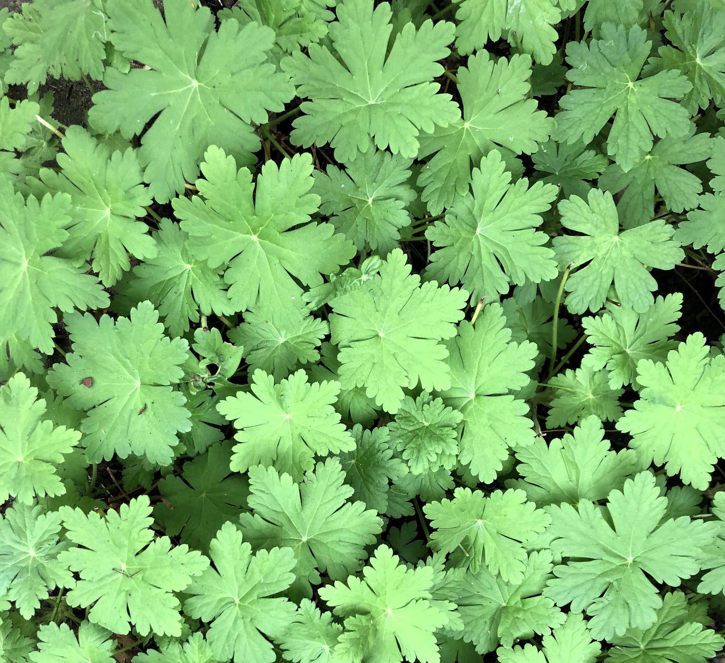 geranium foliage