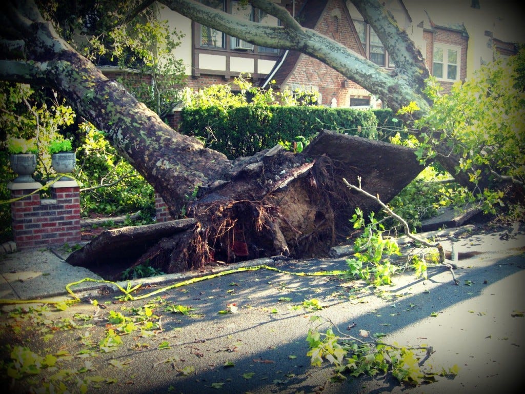 uprootedtree uprootedtree