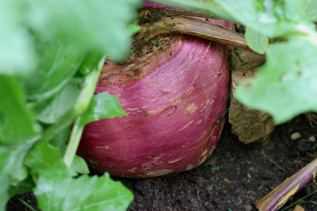 a rutabaga growing in a garden