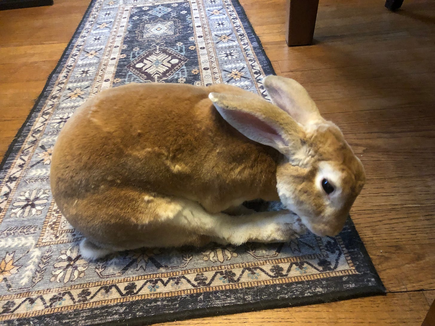 Rabbit cleaning hind foot