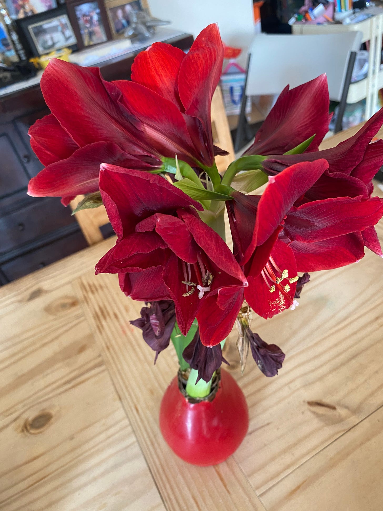 The same amaryllis but with seven more blooms, the half a dozen or more from the previous weeks dead and drying below. 