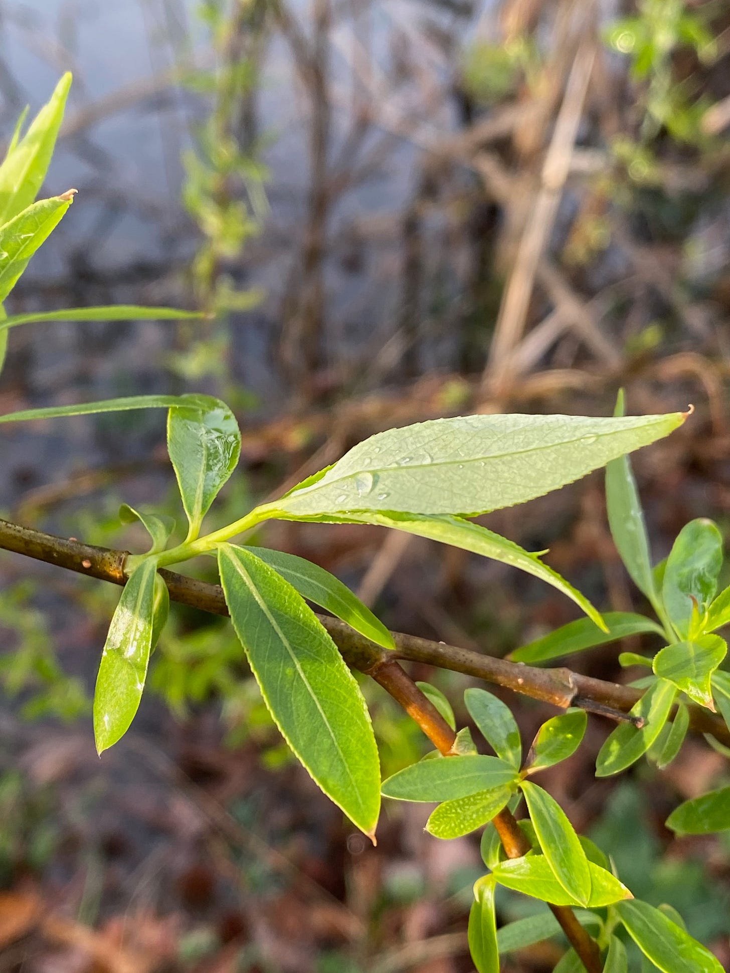 Water beads up on the silky underside of the young willow leaf  (center). 
