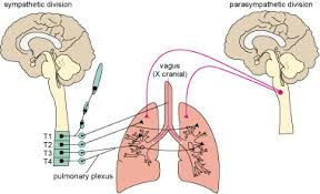 Blood and the respiratory system: 6.3 ...