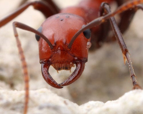 The slave-makers of the genera Polyergus have several adaptations for slave-raiding including sickle-shaped mandibles. The slave-makers of the genera Polyergus have several adaptations for slave-raiding including sickle-shaped mandibles.