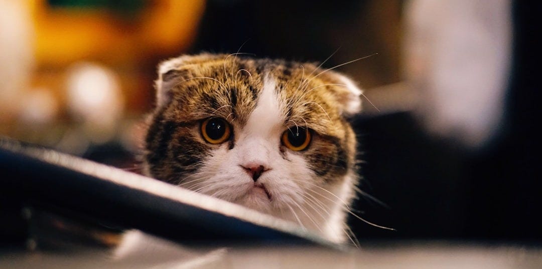 brown and white cat in shallow focus shot