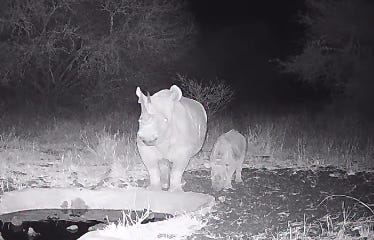 Kenya : la naissance d’un rhinocéros noir, symbole de renaissance pour une espèce menacée Kenya : la naissance d’un rhinocéros noir, symbole de renaissance pour une espèce menacée