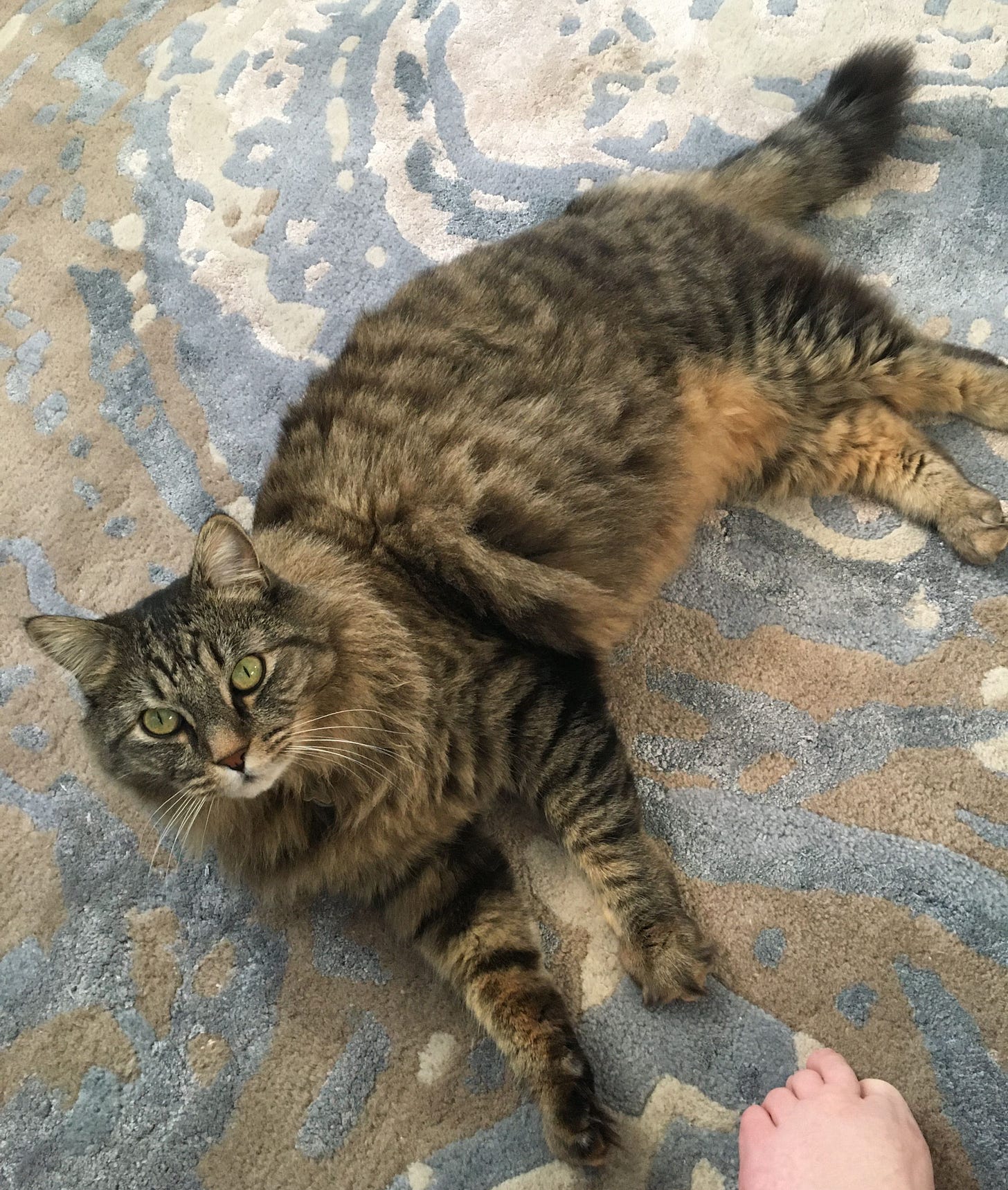 Muffin is laying on their side on a rug, their fur is fluffy and they are looking up with a curious gaze. Muffin is laying on their side on a rug, their fur is fluffy and they are looking up with a curious gaze.