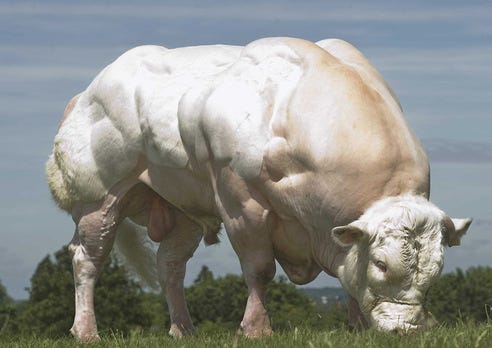 Belgian Blue - Cattle International Series