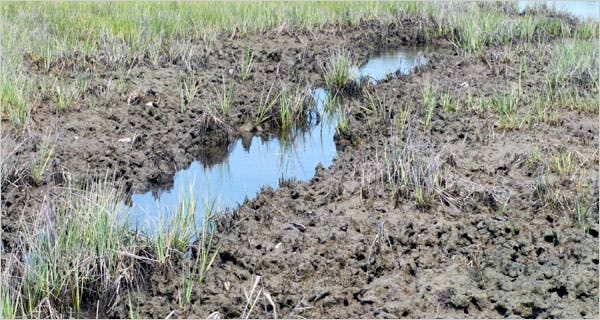 Seeking Cause and Cure for Ailing Wetlands - The New York Times