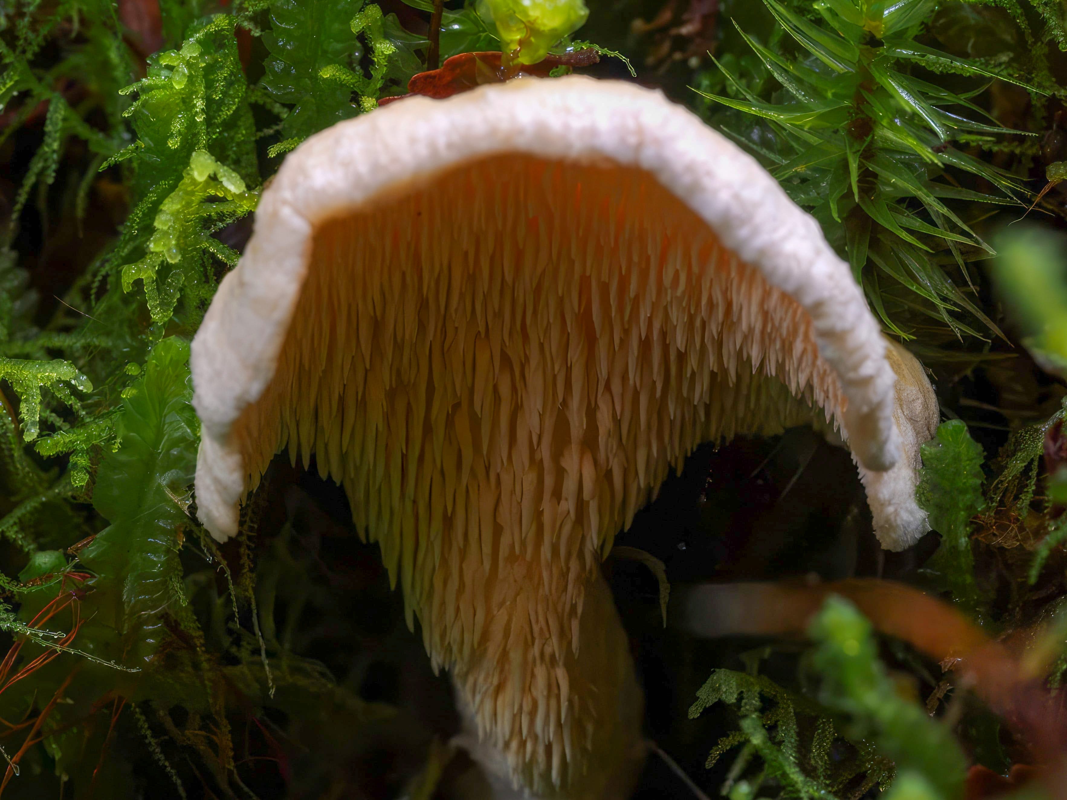 Fangs of the Forest: The Myriad Forms and Functions of Toothed Fungi