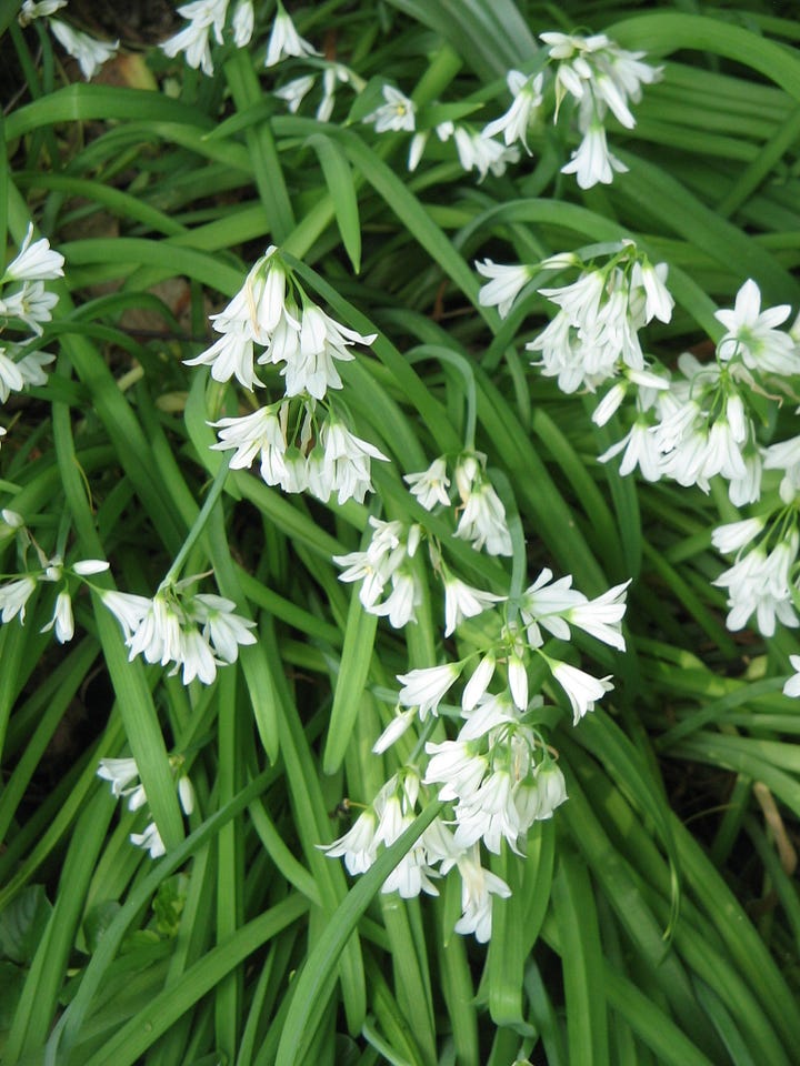 three people bending down to pick leeks and a close up of a wild leek