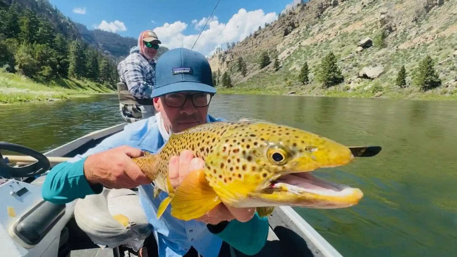 Angler on Montana's Missouri River with large brown trout.